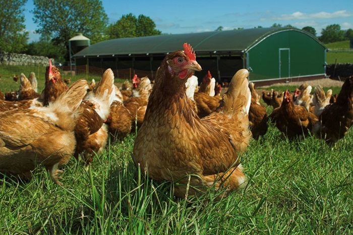 Sainsbury’s launches support group for egg farmers