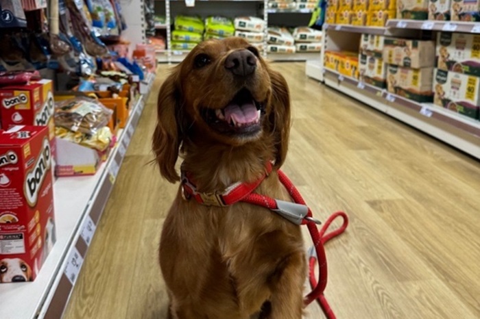 Dog friendly retail stores best sale